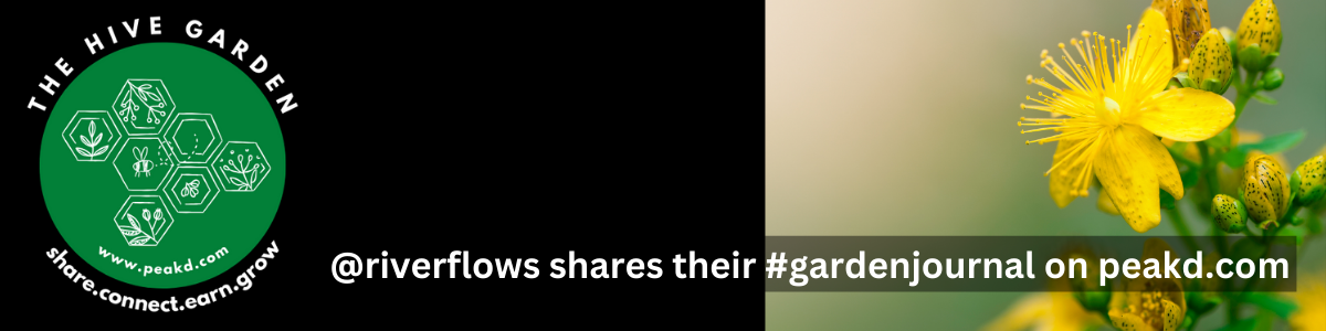 https://files.peakd.com/file/peakd-hive/riverflows/EorzH2BstsQDhZbpbrbJMxc8fjRoutpcJfZGbDfF2AihV4Vi7HWJTsPgC2qPnBfR4V1.png