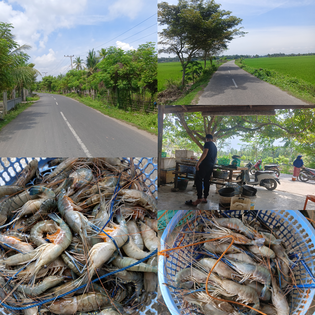 A trip to buy *galah* prawns—which have recently gone viral in my area due to their low price.