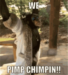 pimp-chimpin-pimp.gif