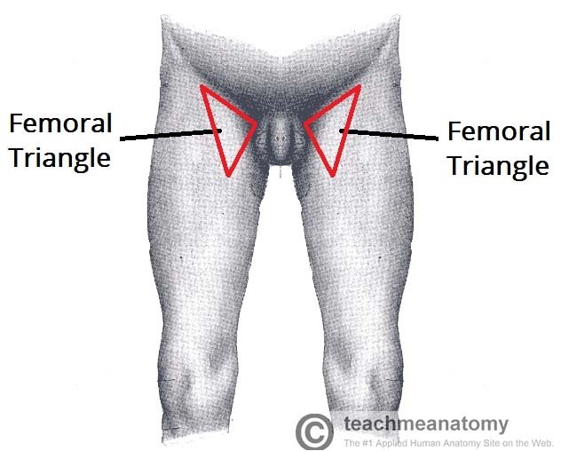 FEMORAL TRIANGLE AND GLUTEAL REGION