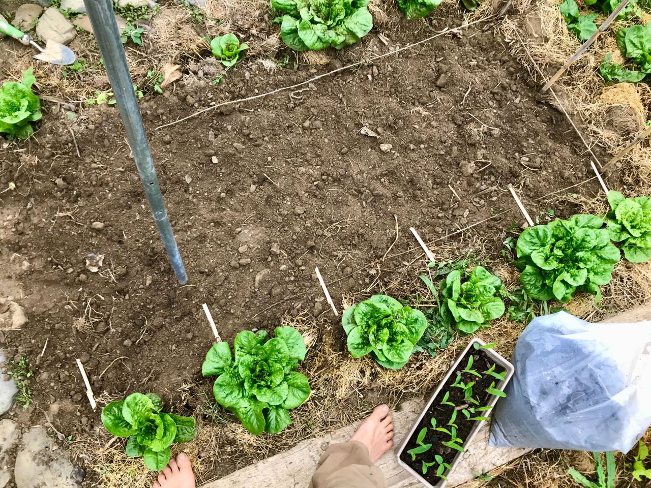 Electroculture update: Monster lettuces, natural antenna & the power of the  mind 🎇