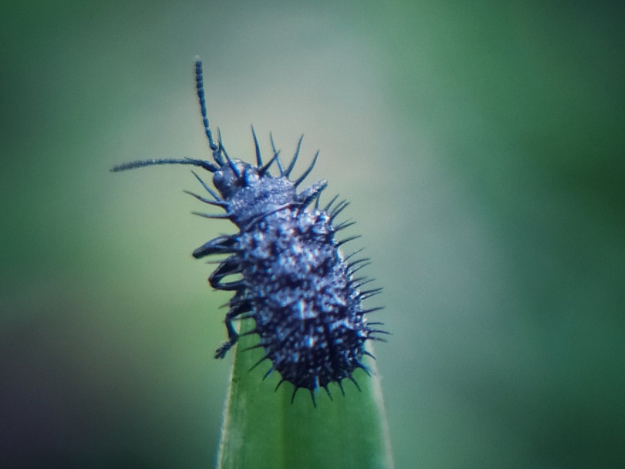 PHOTOGRAPHY #55 : CASSIDINAE (BEETLE)