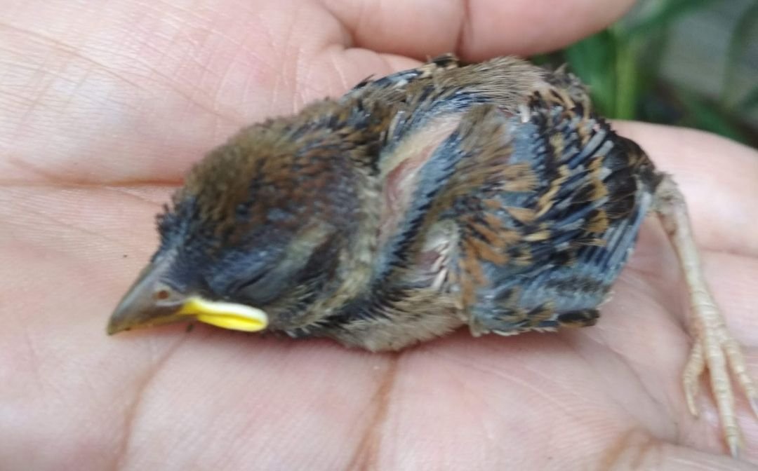 https://files.peakd.com/file/peakd-hive/sarimanok/23y8yr7GB4vtBZ8kSf2QtnZWCzCEq7EKnLYWFNgMYKPxXQoBpMNGoEEUjFL8EGEBq2tbn.jpg