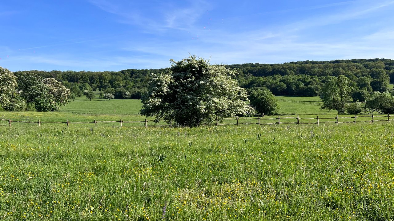 Von den Meet Ups über das HIKING im Lainzer Tiergarten und Dankbarkeit [GER/ENG]]