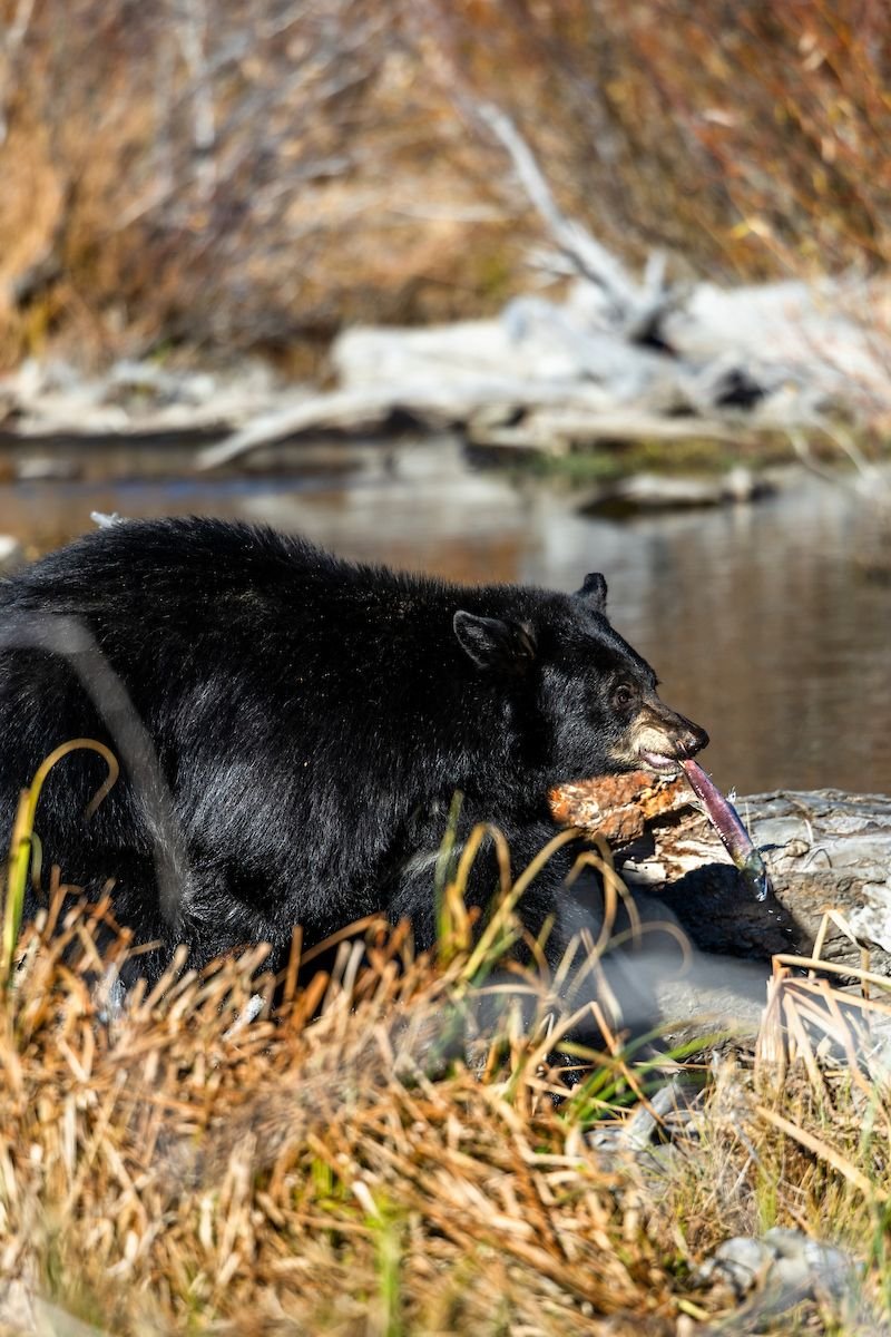 Black Bear at Taylor Creek 6.jpg