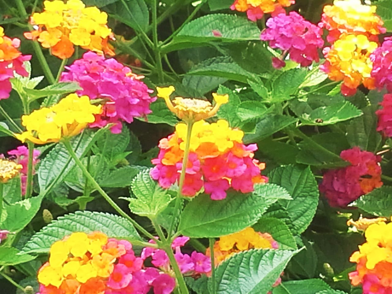 IMG_20200703_200456.jpg