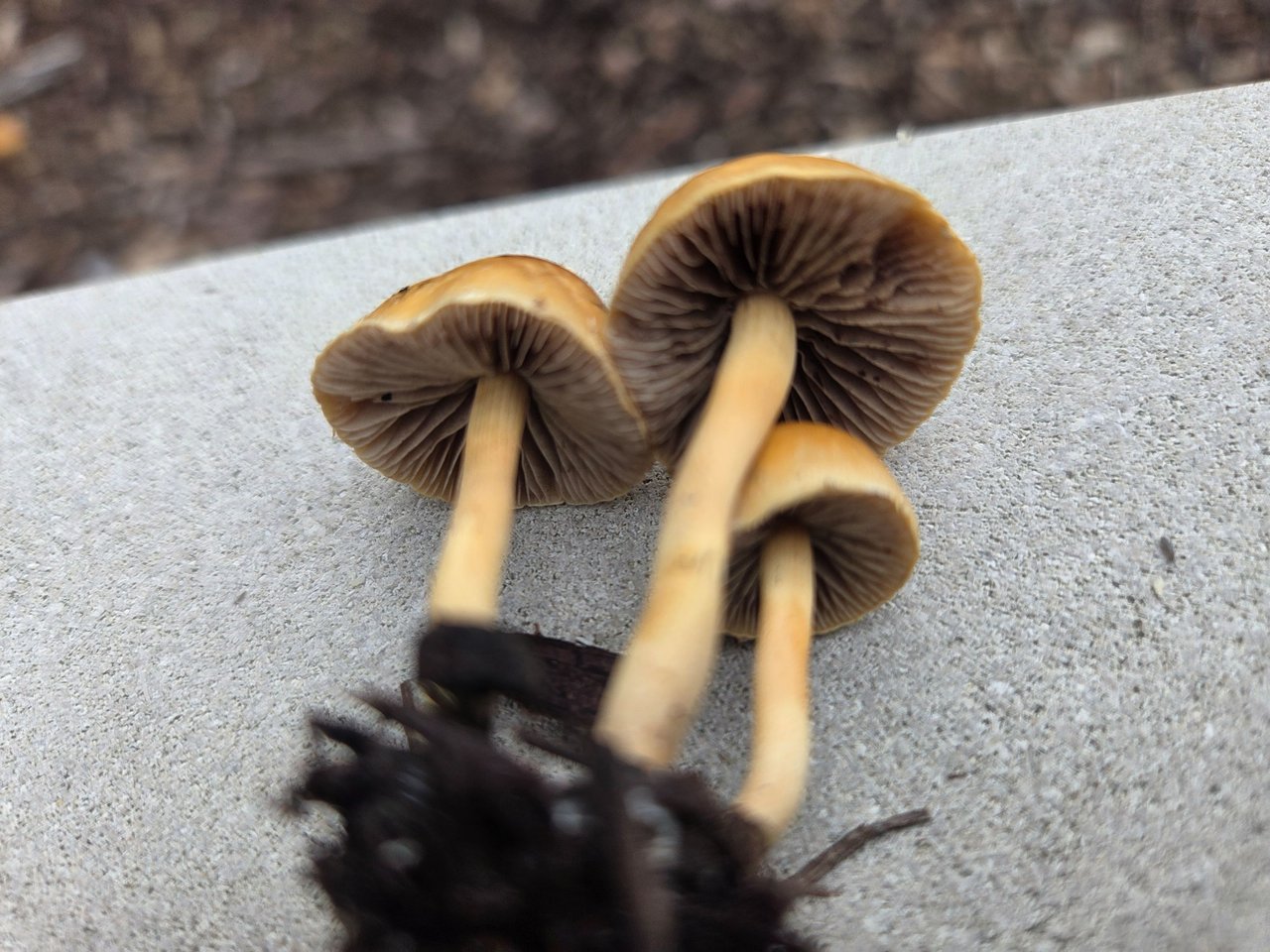 https://files.peakd.com/file/peakd-hive/sketch.and.jam/EpVCXpZrxEDeEG8qDG95XL2dzQagvZsDMBoWcGmn82rmN62MzCgY9CA9W1dKtnioNMN.jpg