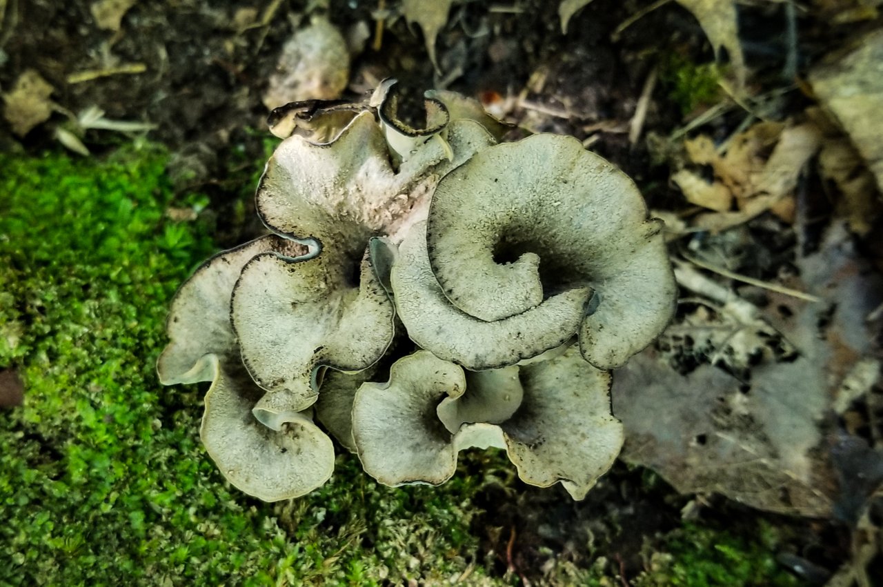 Mushroom Monday - Black Trumpets of Death | PeakD