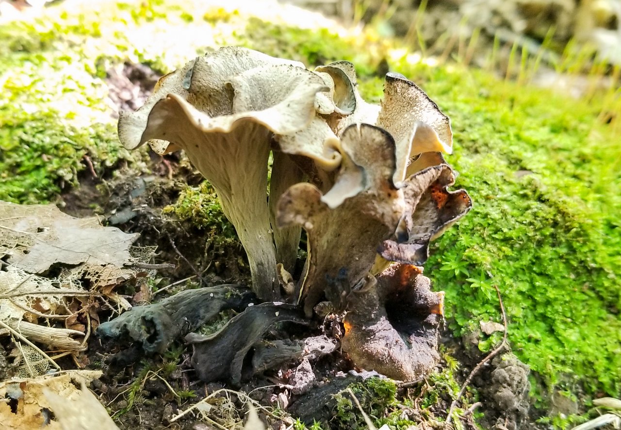 Mushroom Monday - Black Trumpets of Death | PeakD