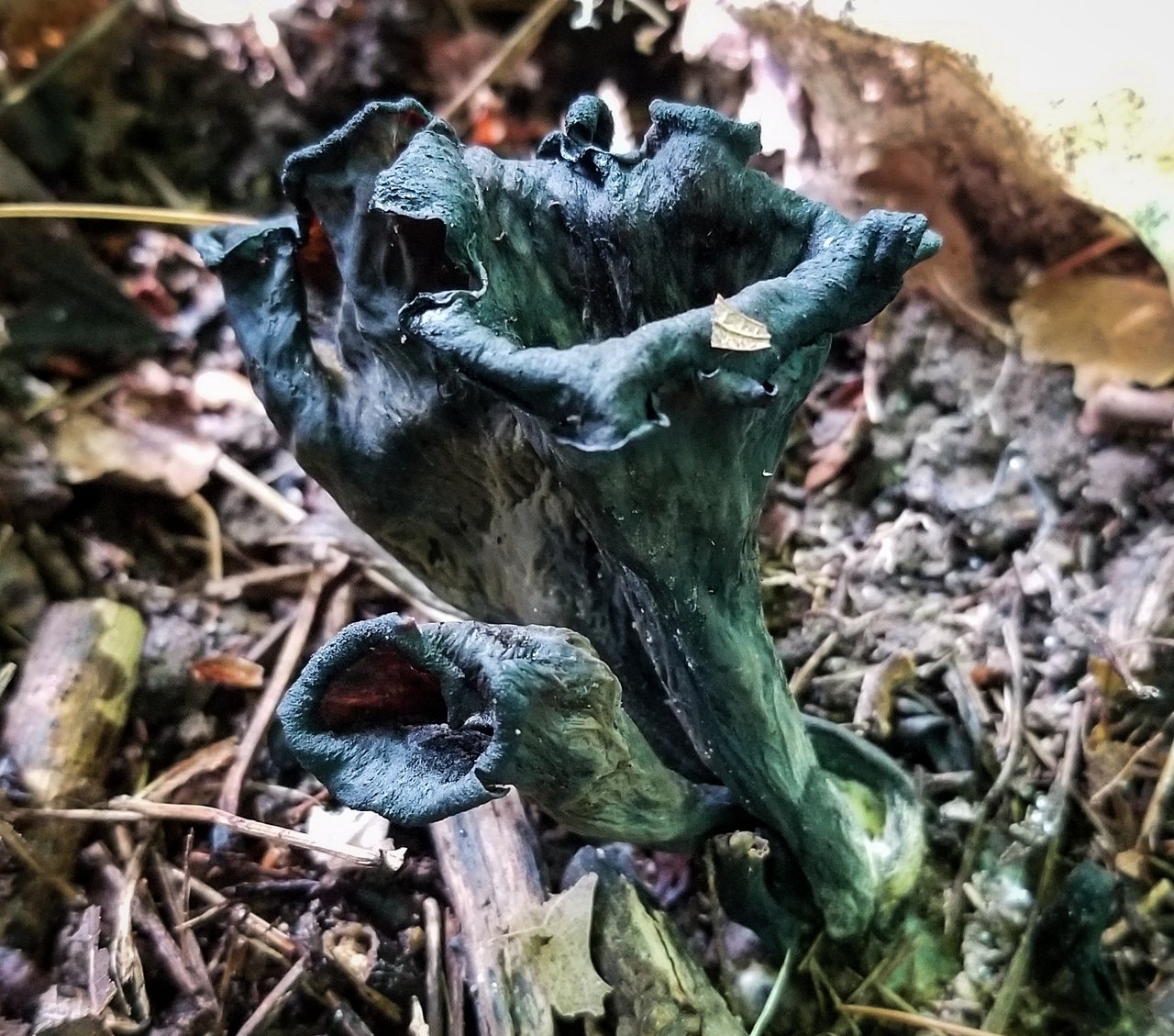 Mushroom Monday - Black Trumpets of Death | PeakD