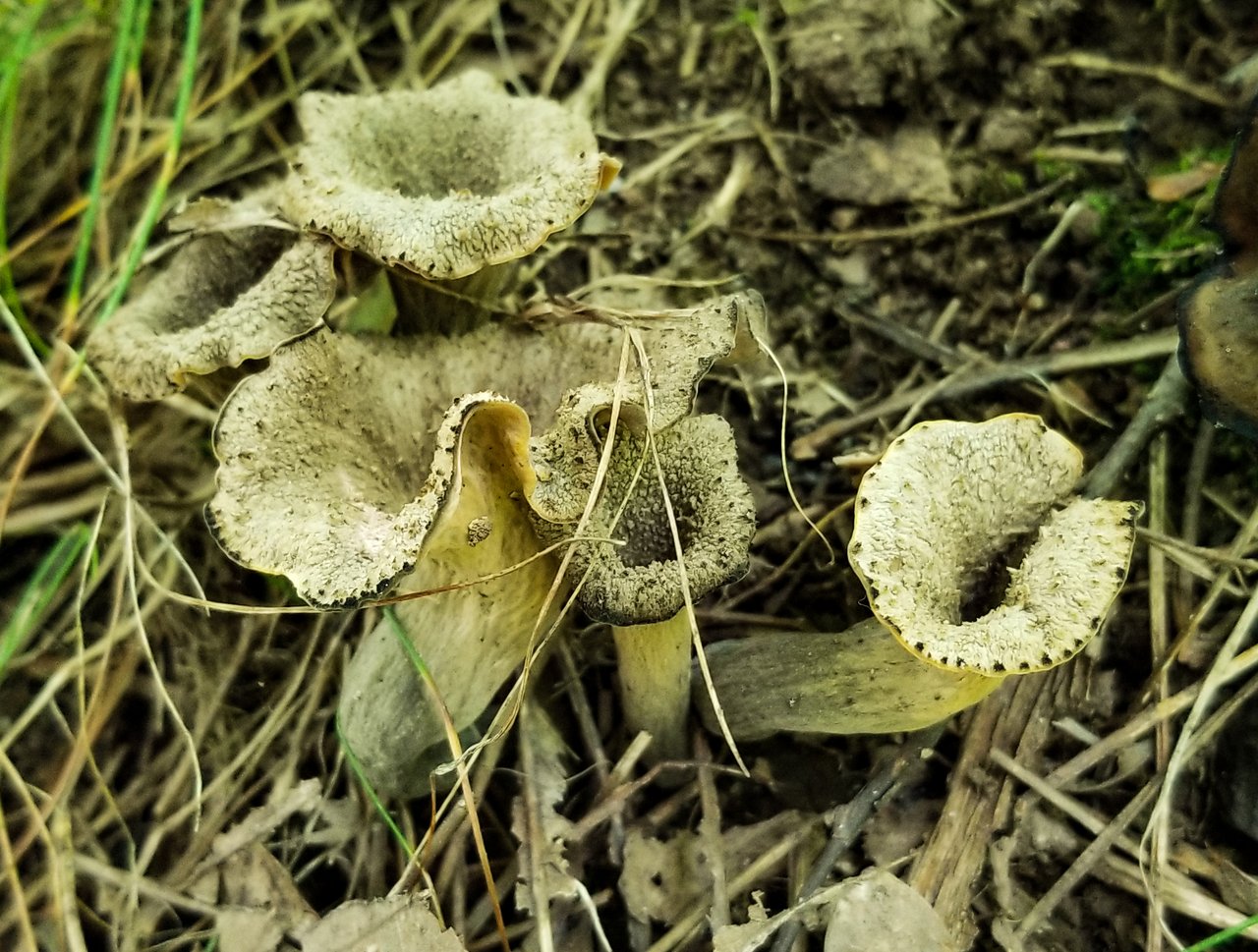 Mushroom Monday - Black Trumpets of Death | PeakD