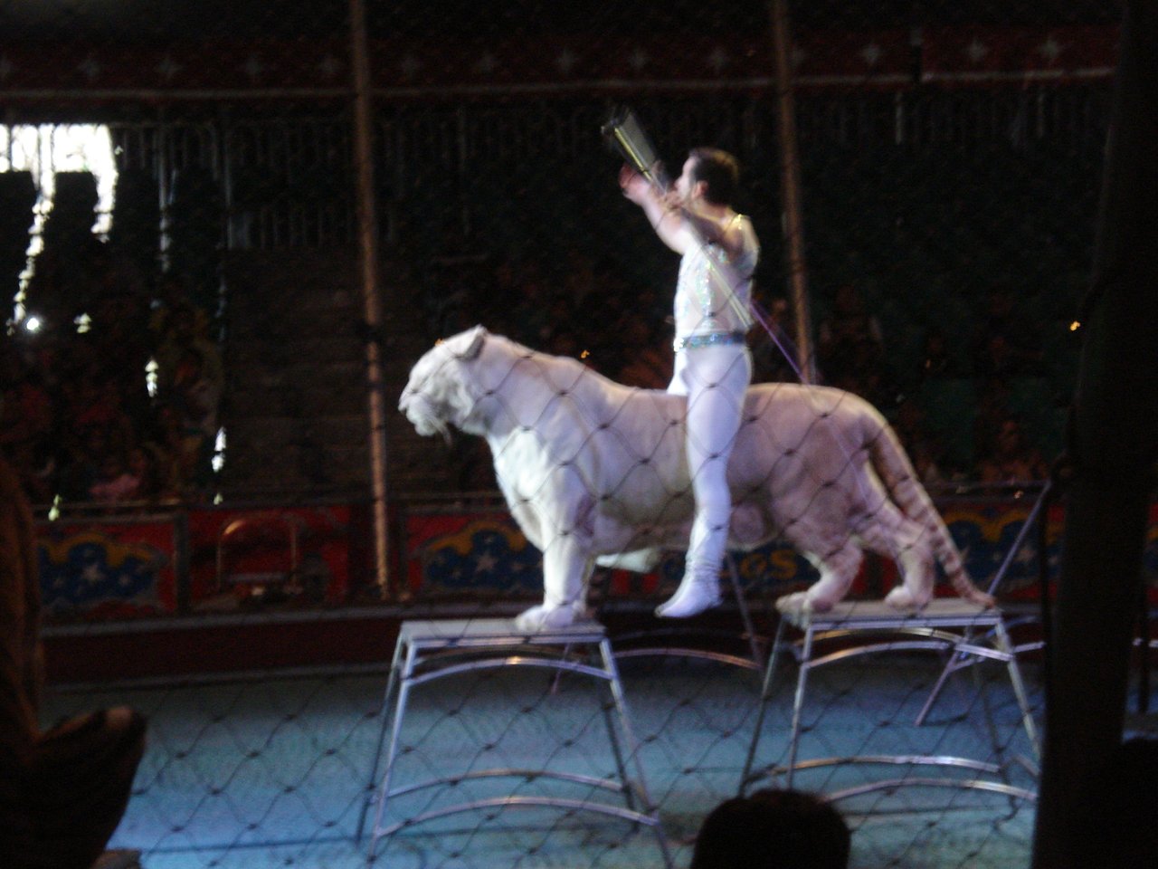 Eng-Esp] Circuses with animals, a show that must not continue / Circos con  animales, un show que no debe continuar | PeakD