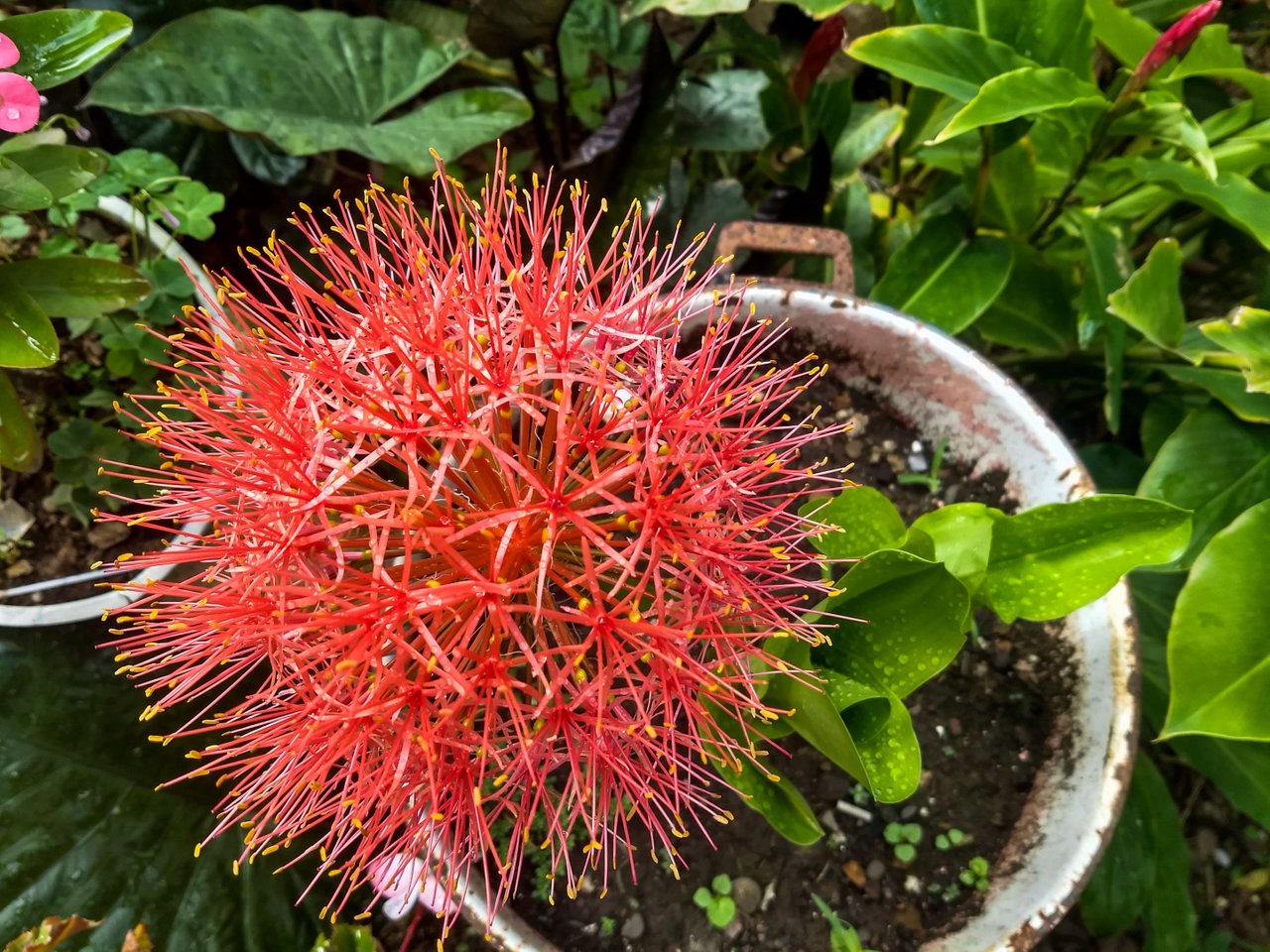 ENG- ESP] Bola de Fuego (Scadoxus multiflorus) Una flor por año para  nuestro jardín/Fireball (Scadoxus multiflorus) One flower per year for our  garden. ???????? | PeakD