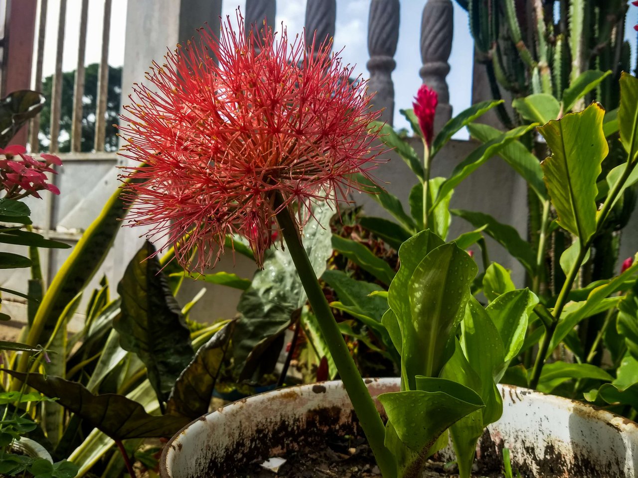 ENG- ESP] Bola de Fuego (Scadoxus multiflorus) Una flor por año para  nuestro jardín/Fireball (Scadoxus multiflorus) One flower per year for our  garden. ???????? | PeakD