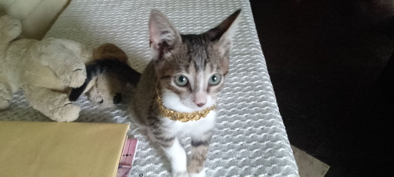 Presentando a Sasha 😺😽 y nuestro mundo gatuno.
