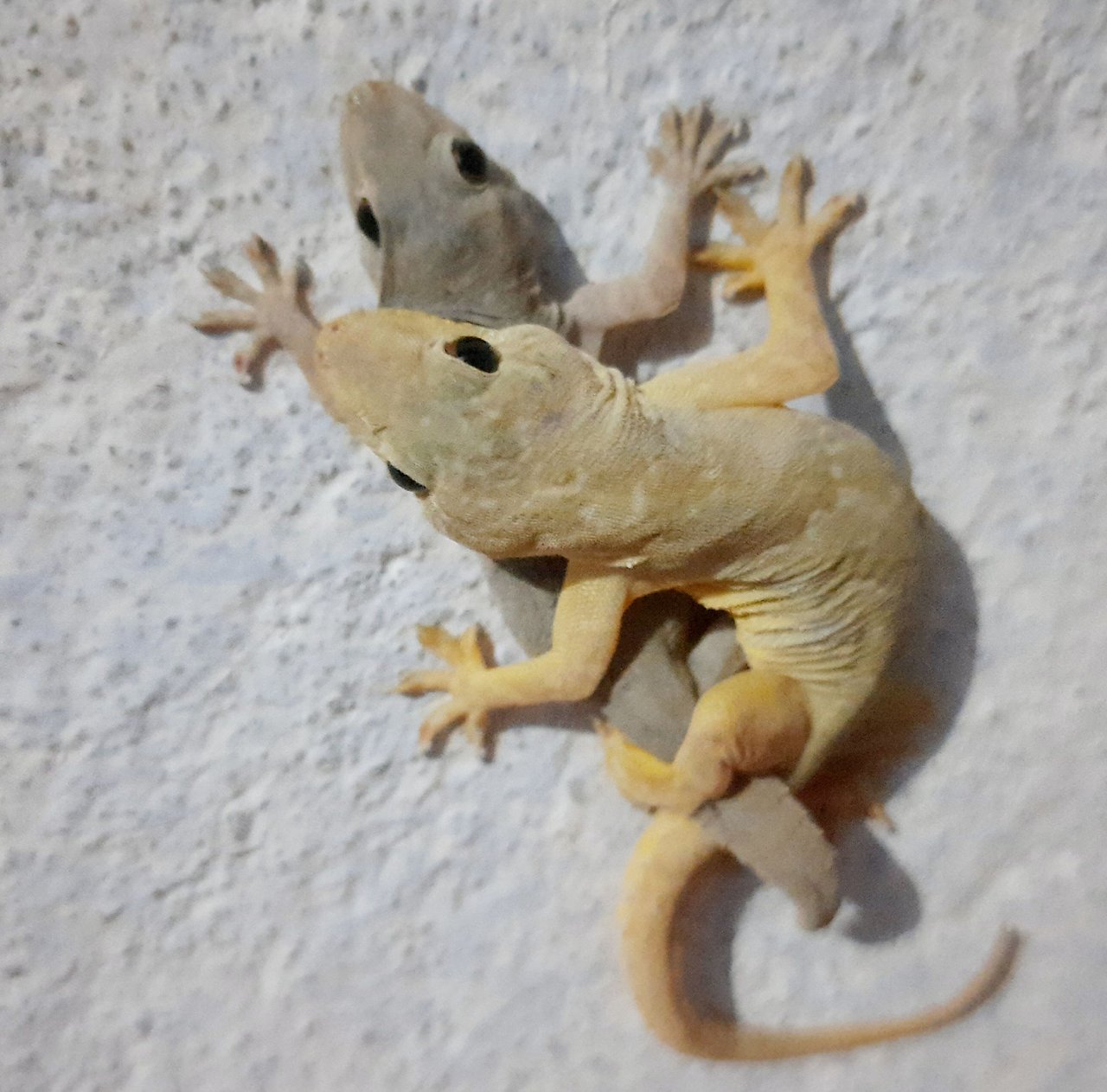 Gecko Indoor Insect Trapper