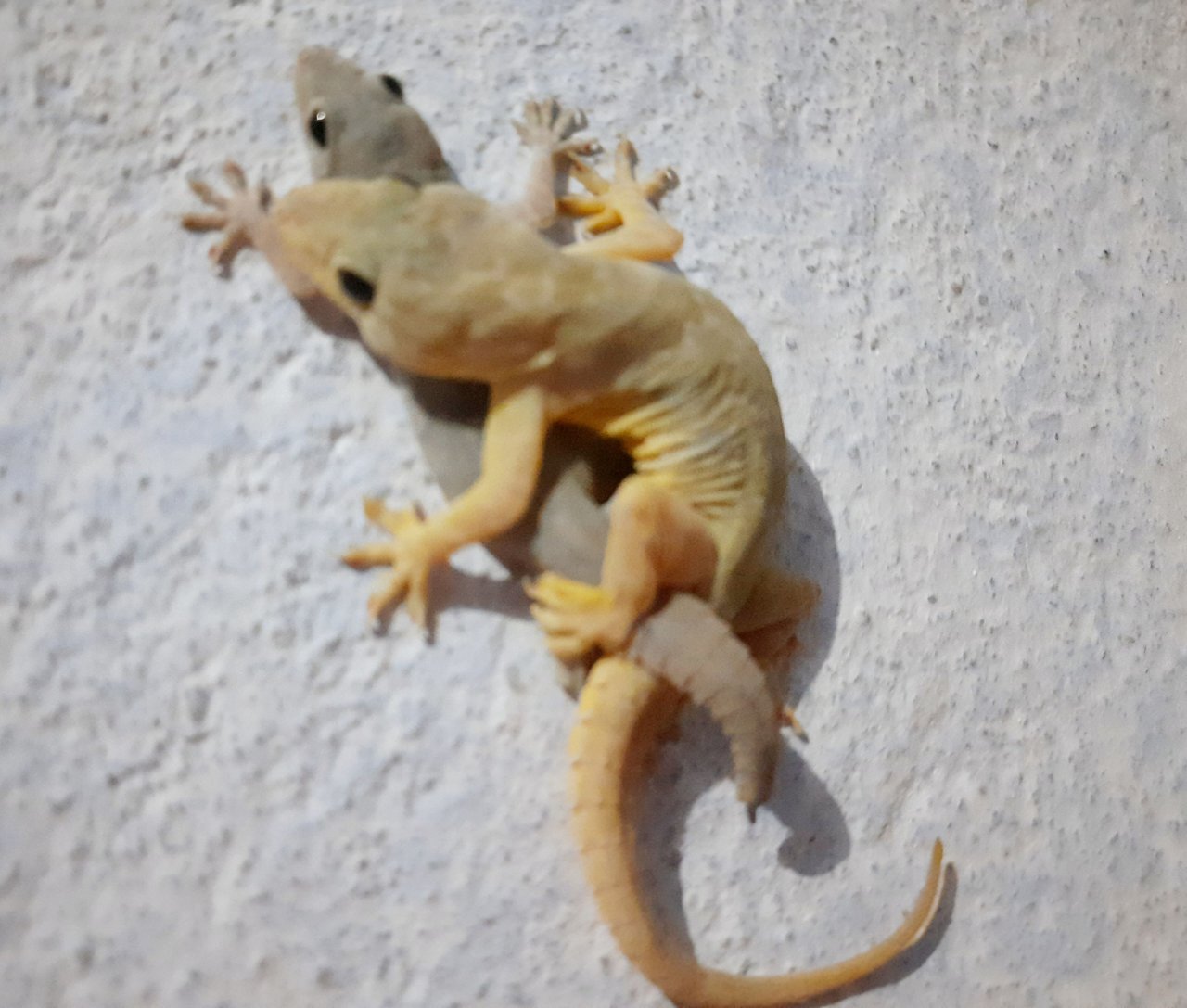 Gecko Indoor Insect Trapper