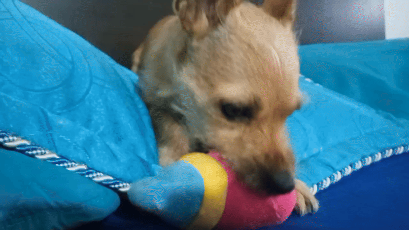 video_2025-04-02_05-28-40.gif