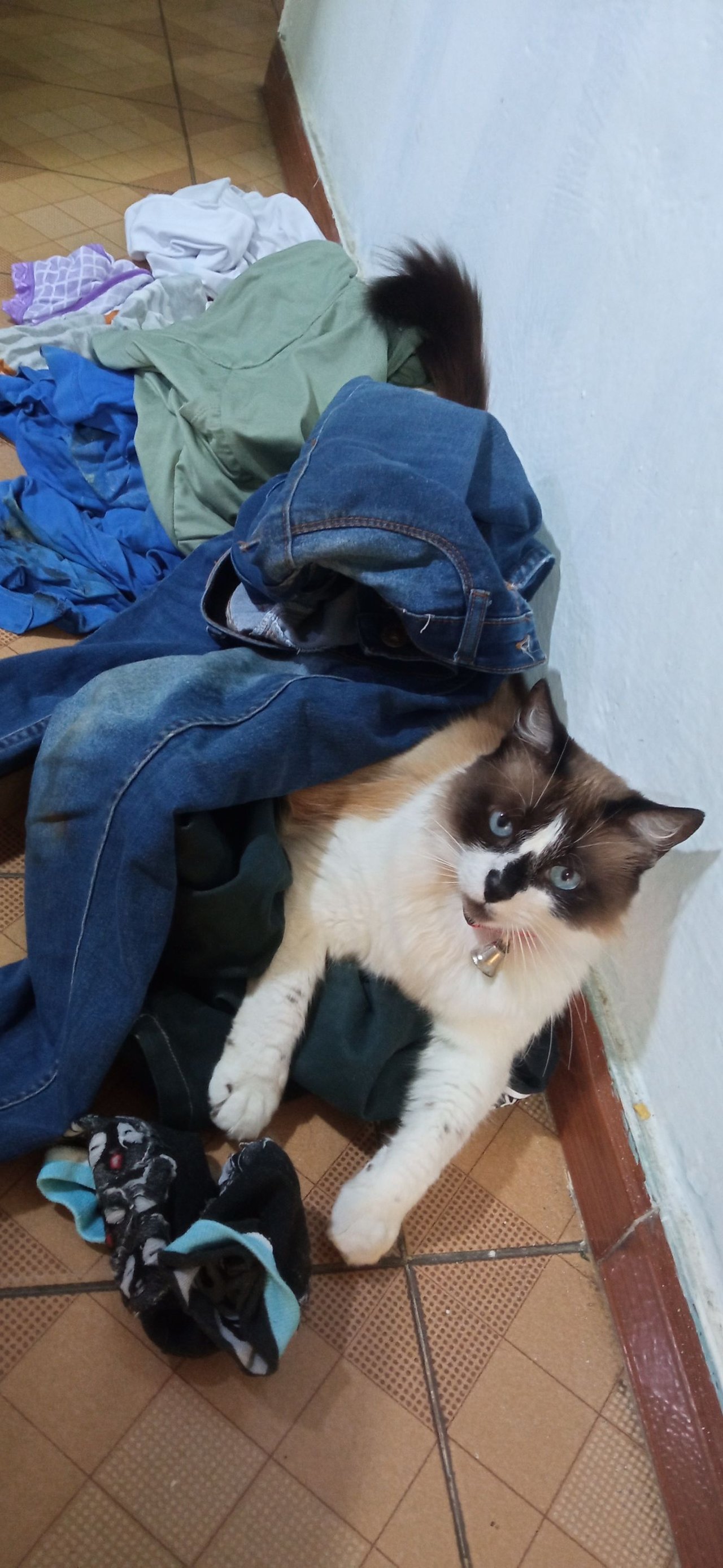 (ENG/ESP) Compilation of Ying's adventures this week / Recopilación de las aventuras de Ying de ésta semana 😸✨