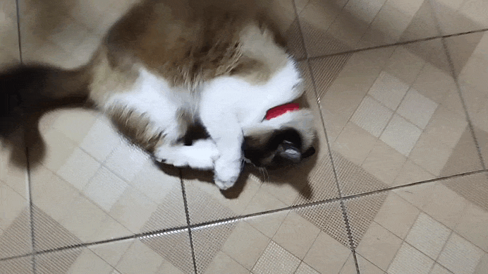 1000231437.gif
