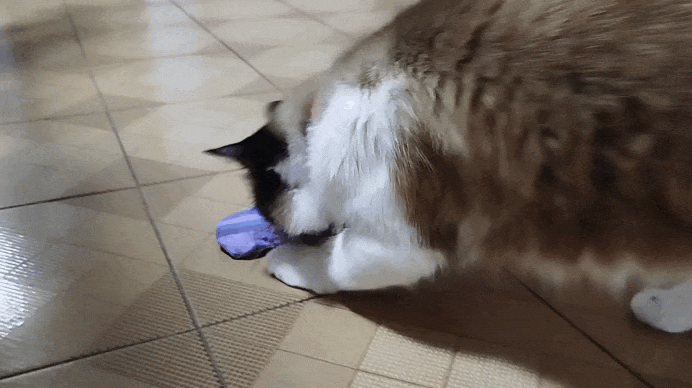 1000231436.gif
