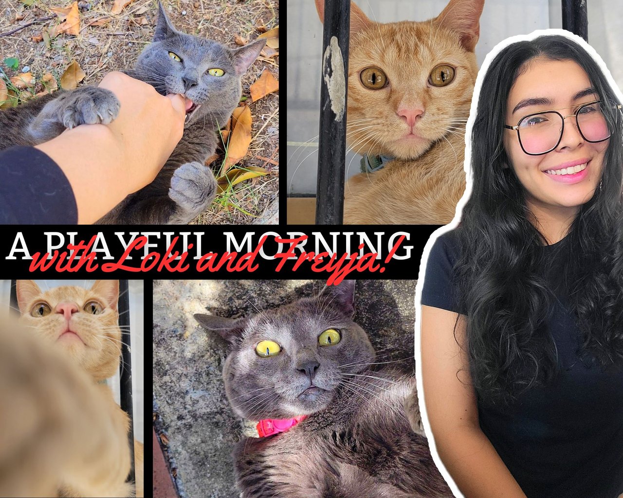 ¡Una mañana juguetona con Loki y Freyja! 😻 [ESP/ENG]
