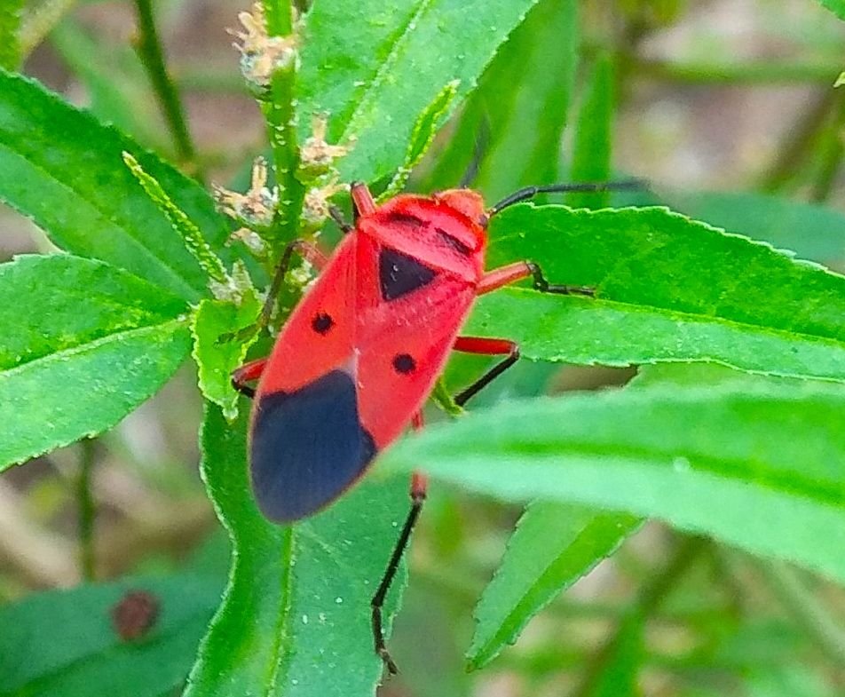 The Red Cotton Bug is an interesting ornament of nature.