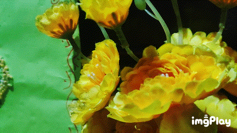 1000037279.gif