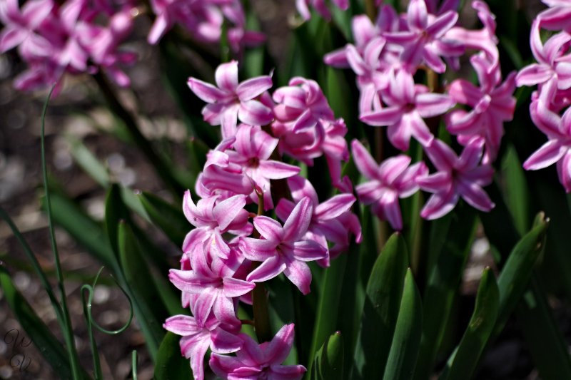 https://files.peakd.com/file/peakd-hive/sunscape/4RGpZm3s-h20hyacinth.jpg