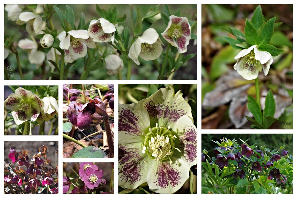 https://files.peakd.com/file/peakd-hive/sunscape/94YU7Y7v-h20hellebore20collage.jpg