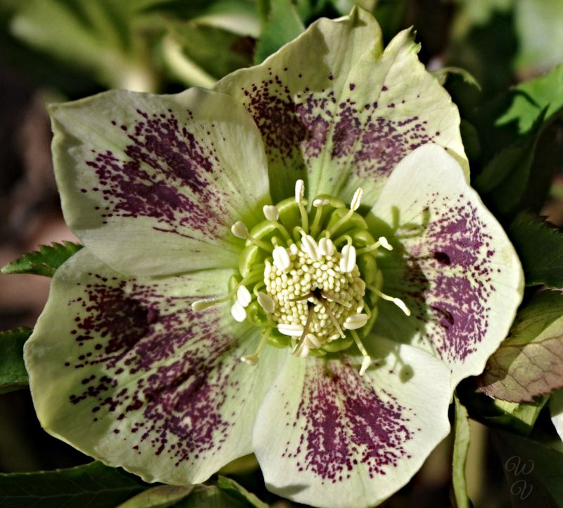 https://files.peakd.com/file/peakd-hive/sunscape/YqNEGMzc-hellebore206.jpg