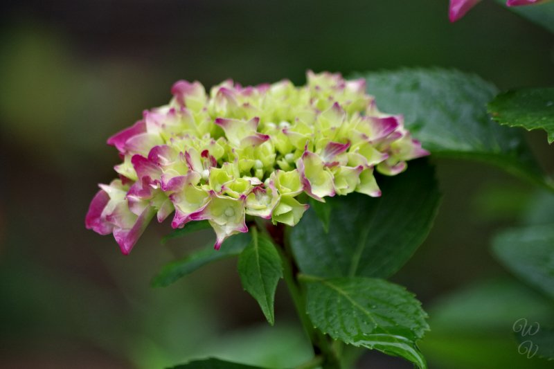 https://files.peakd.com/file/peakd-hive/sunscape/ZmI8lTRZ-h20hydrangea209.jpg