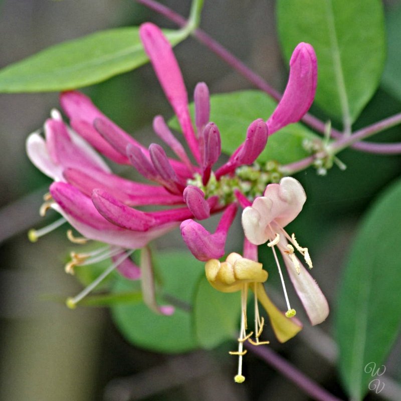 https://files.peakd.com/file/peakd-hive/sunscape/eLbryJG1-h20honeysuckle2.jpg