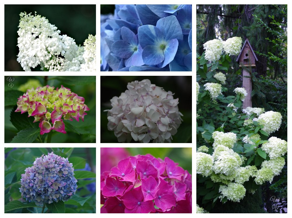 https://files.peakd.com/file/peakd-hive/sunscape/uUpjyiJ8-h20hydrangea20collage.jpg