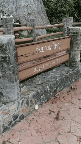 400 years old tree walk 14.gif