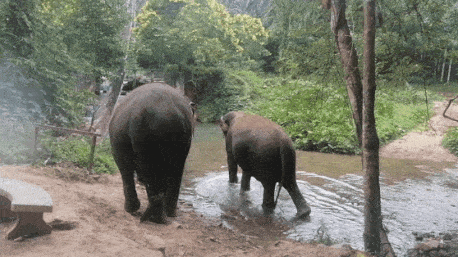 thailand day food and elephant day 58.gif