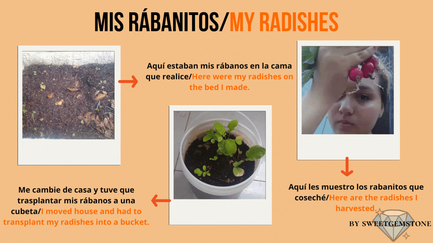 Mis rabanitos (1).gif