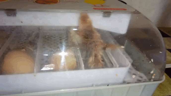 video_2024-01-29_21-31-44.gif