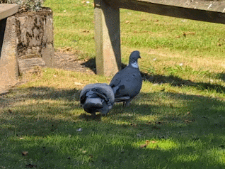 Beveridge Park courting pigeons.gif