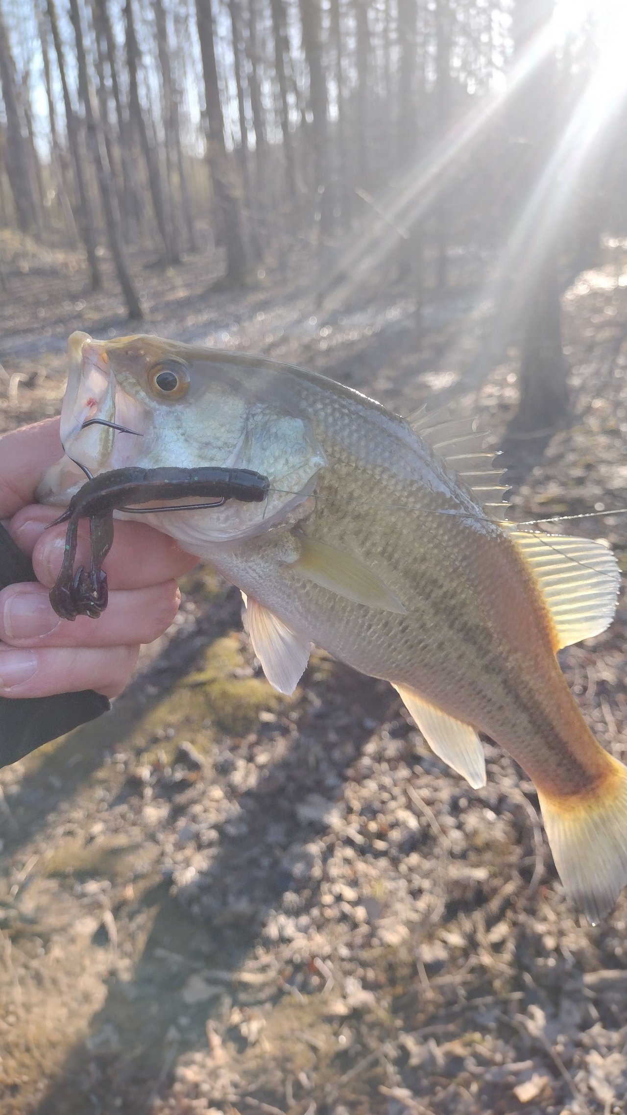 https://files.peakd.com/file/peakd-hive/thebigfish/23xpAVHJ57KiNYK3HZhaC2gfA2f5rCoAPrUiEMeCmJyq9JK5VL4p7Wrck24DMG8jj9qFS.jpg