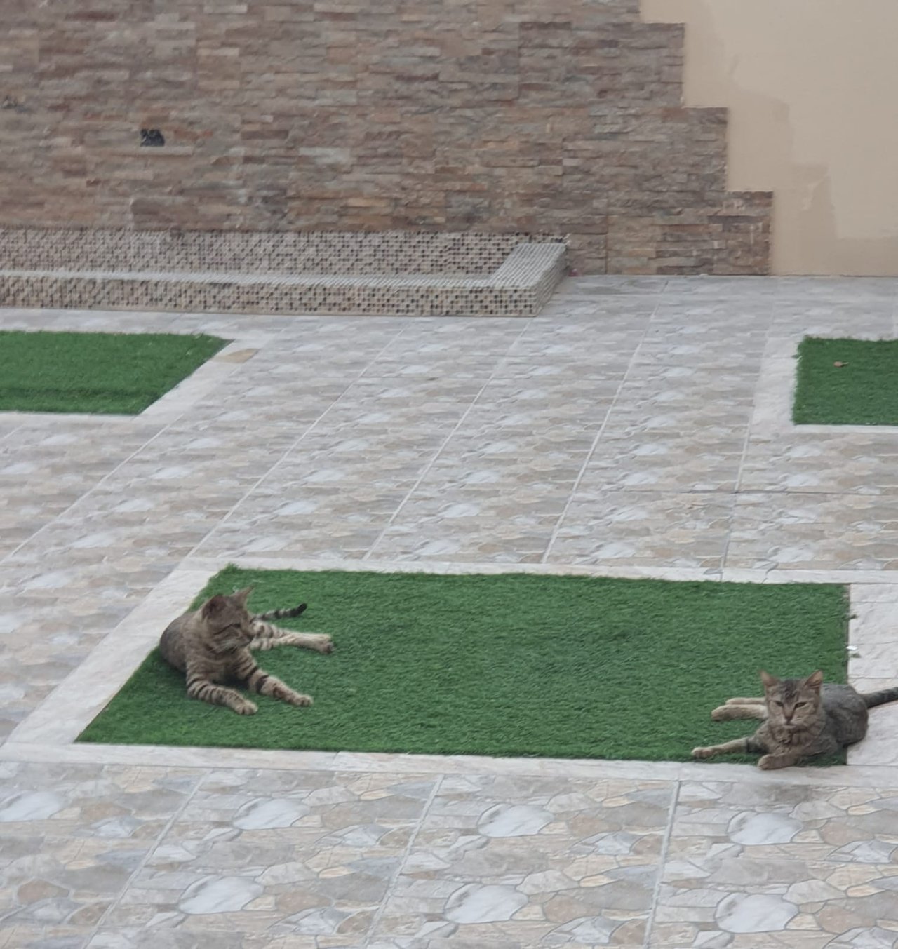 The Cats Enjoying the Pleasant Breeze