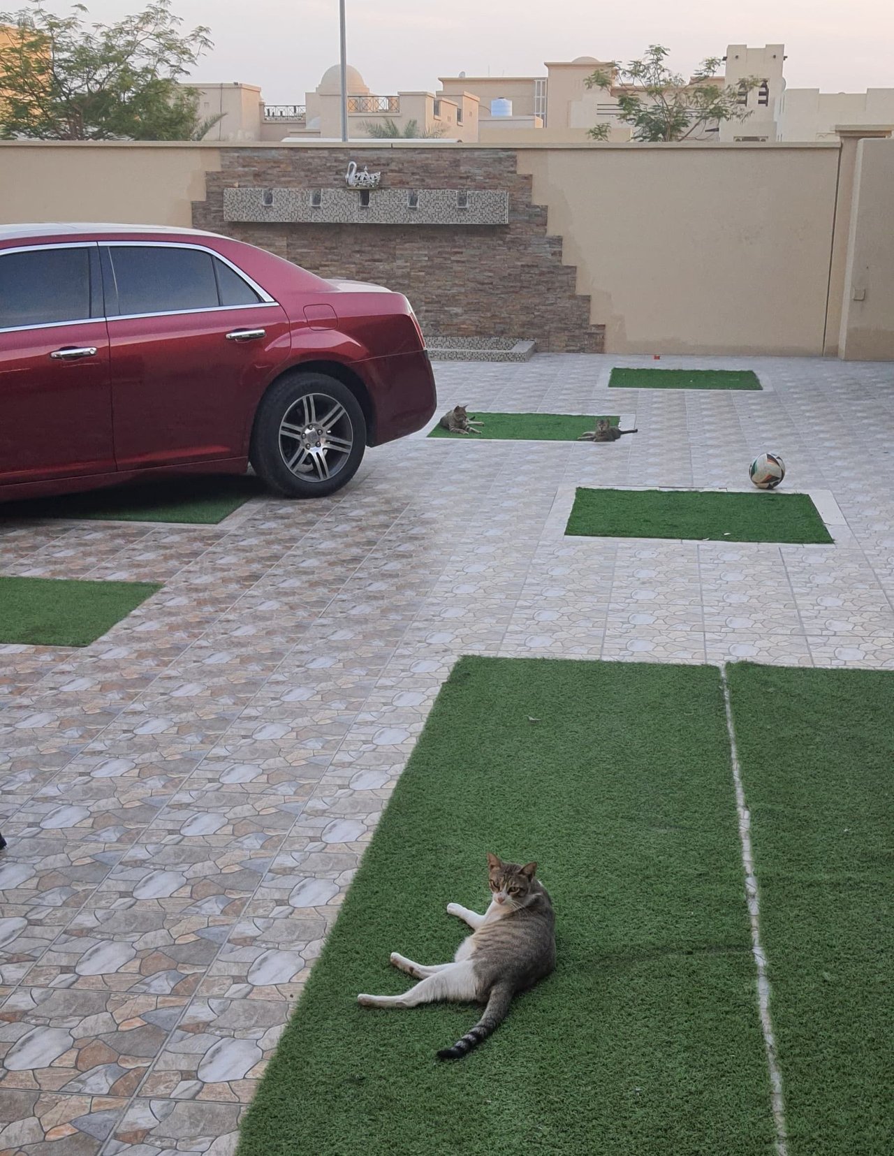 The Cats Enjoying the Pleasant Breeze
