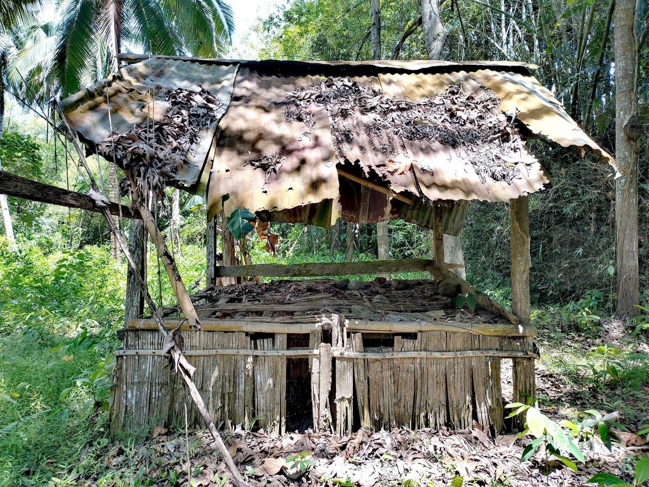 https://files.peakd.com/file/peakd-hive/thelivingworld/EoeEsrNVj9X49SUJMF6dxCEtvBCXv9yq5uKHVfqn88SpUAF245kxtPMBEYPs4HDZzp7.jpg