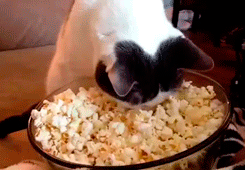 gee-thats-how-i-eat-popcorn.gif