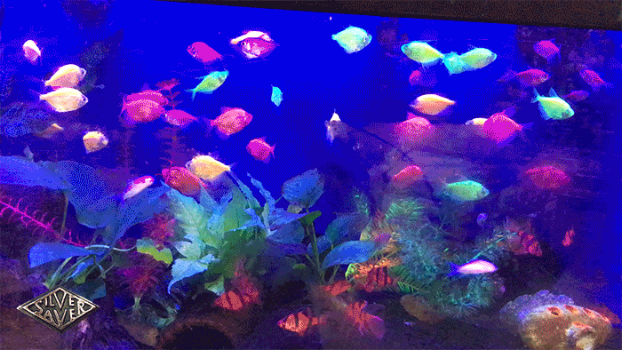 Aquarium1.gif