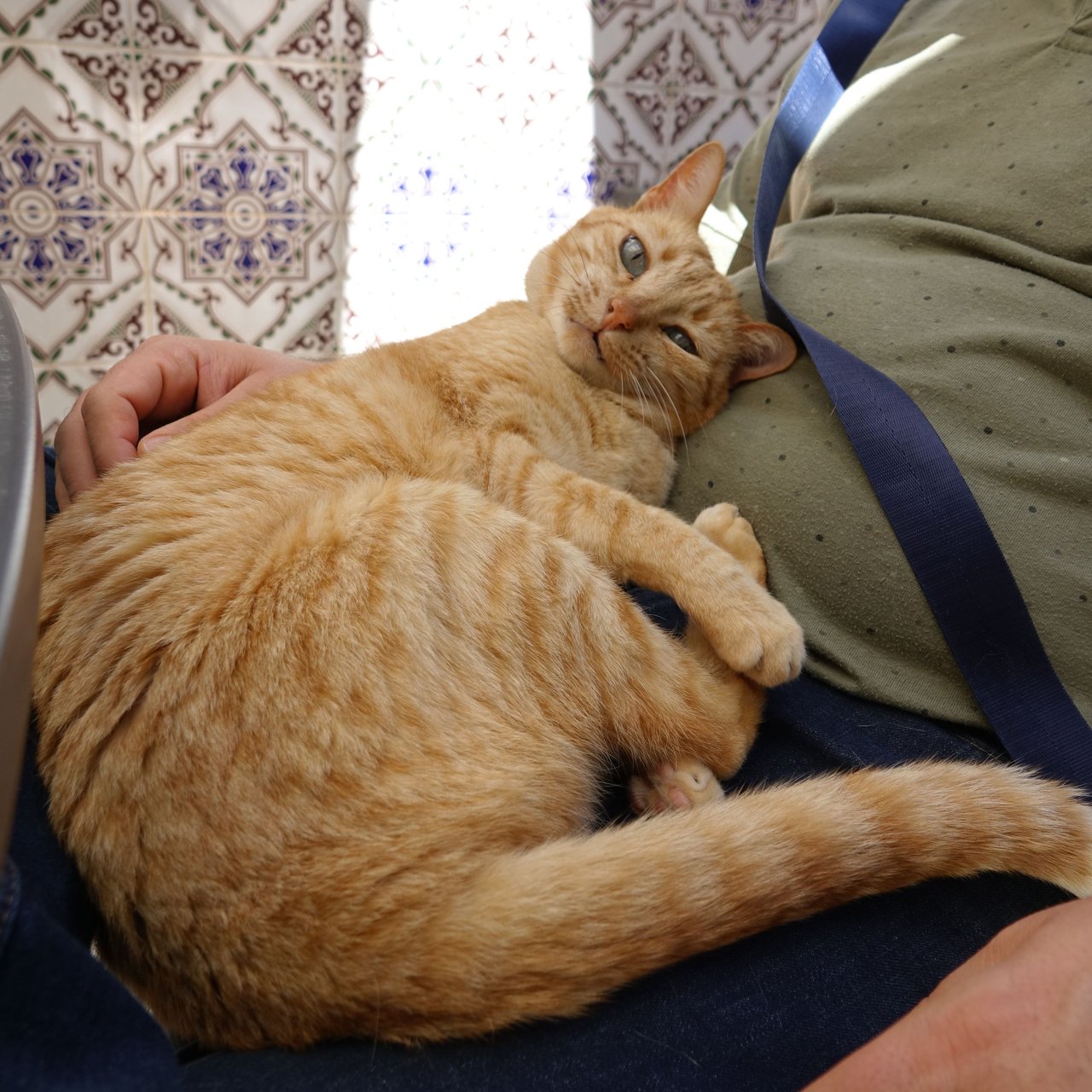 My friend's cats are the sweetest 