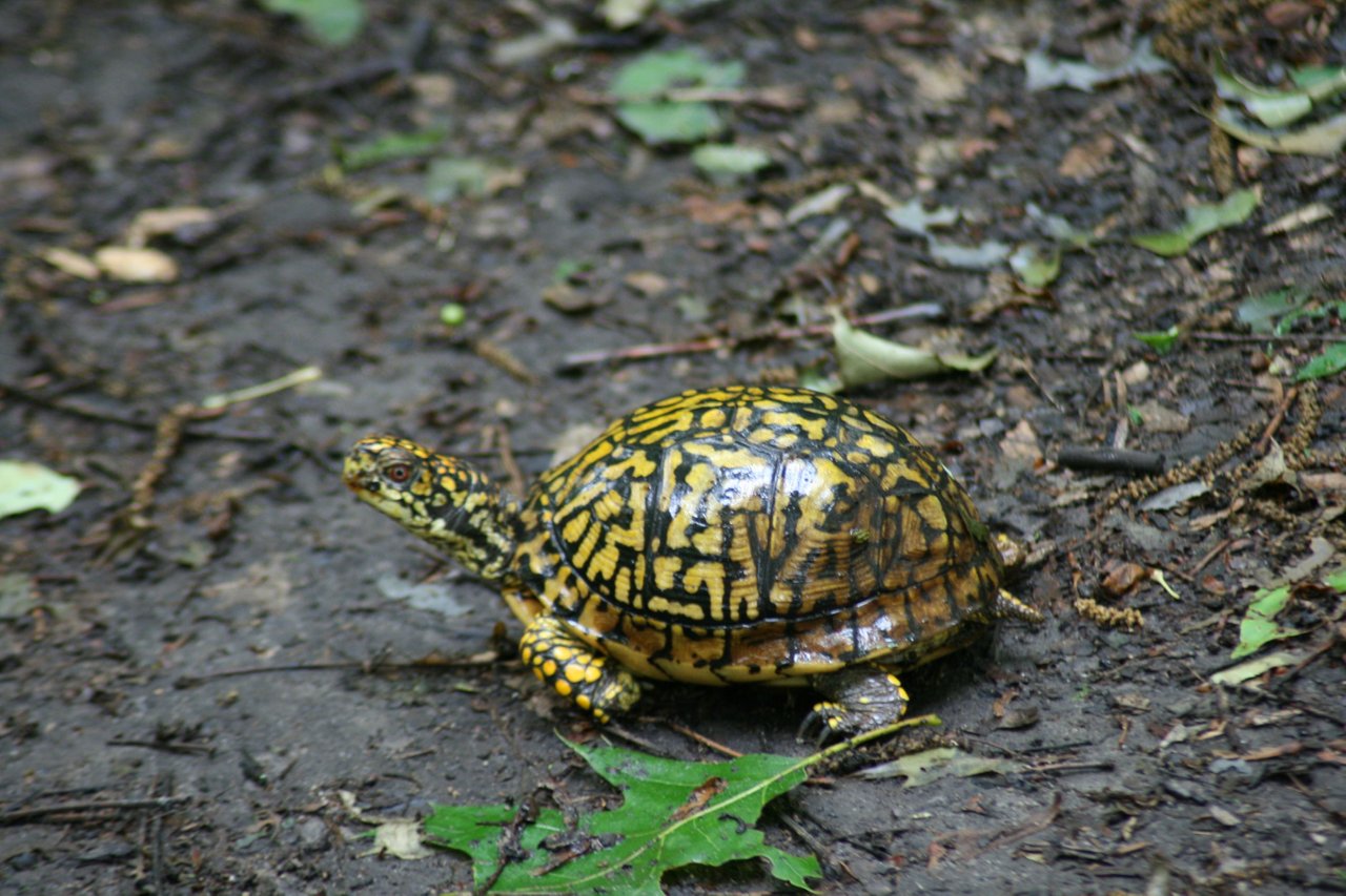 Wednesday Walk - A Colorful And Unexpected Encounter (eastern Box Turtle)