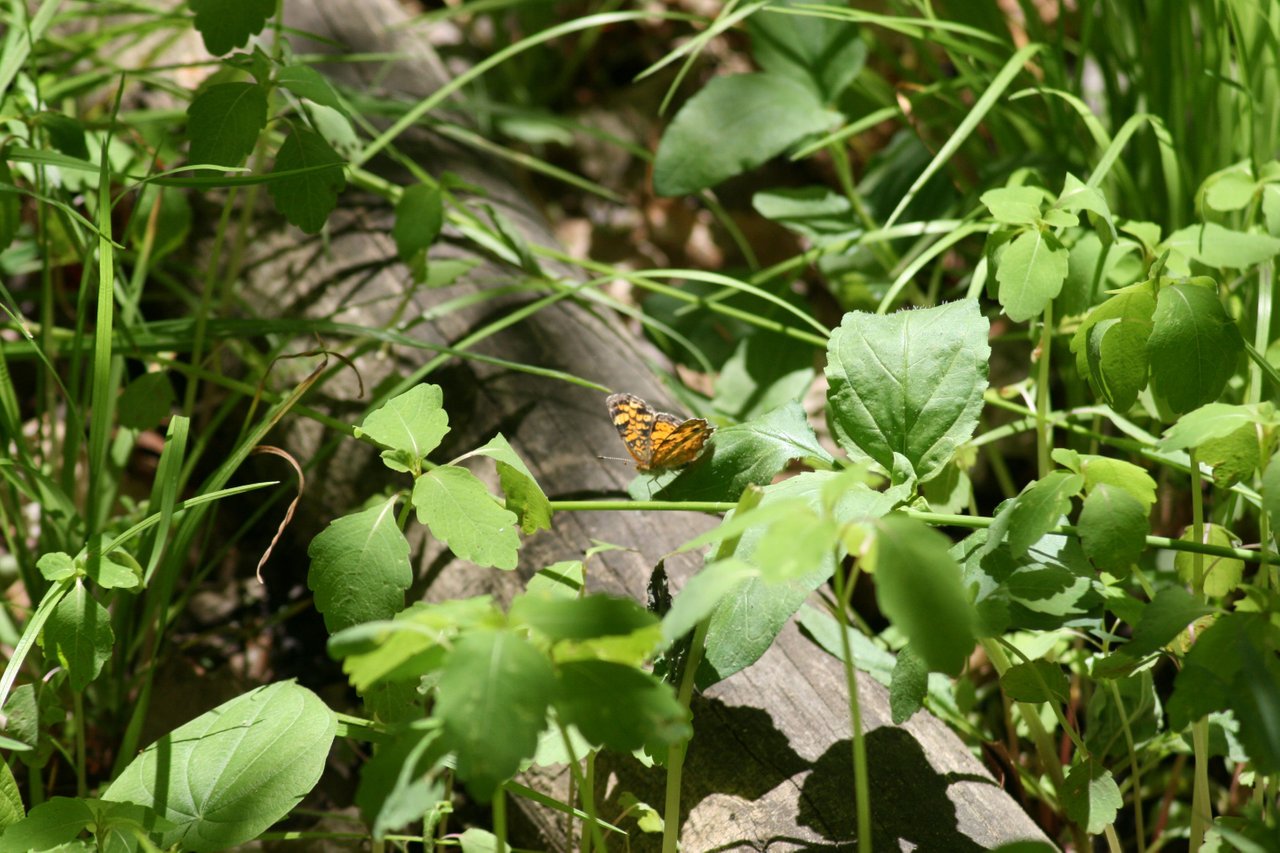 Winged Beauties - Early Summer Insects by the River