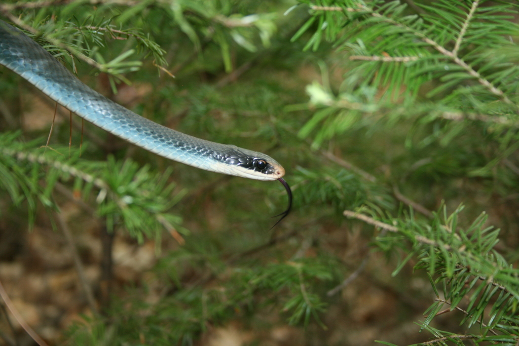 Blue Racer (Reptiles of Ohio) · iNaturalist