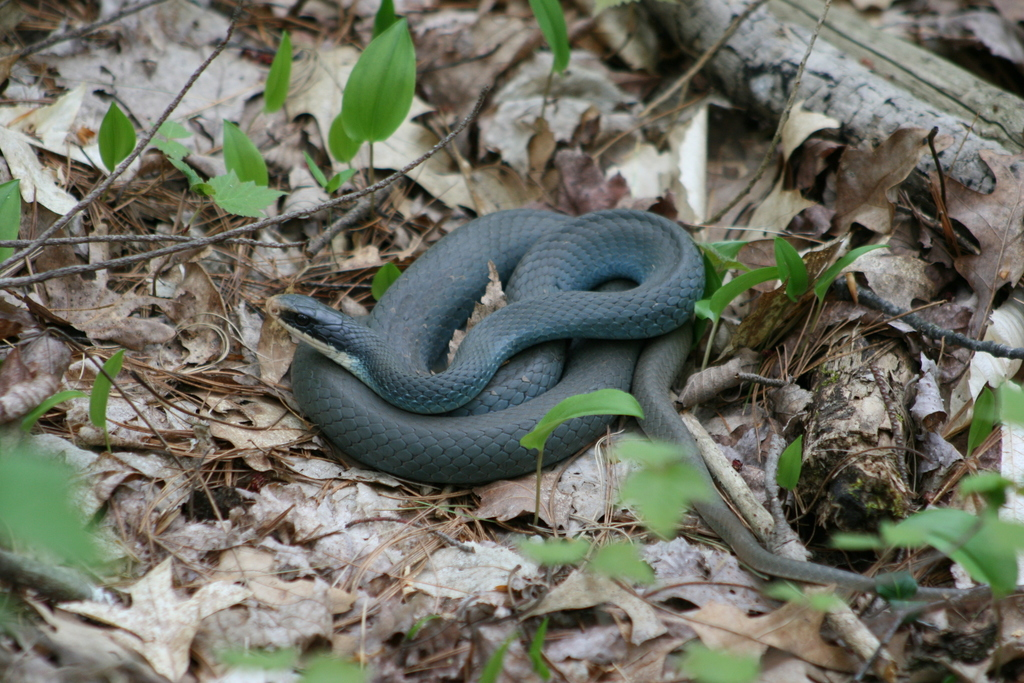 baby blue racer snake